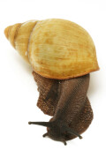 Archachatina marginata candefacta Cameroon adult